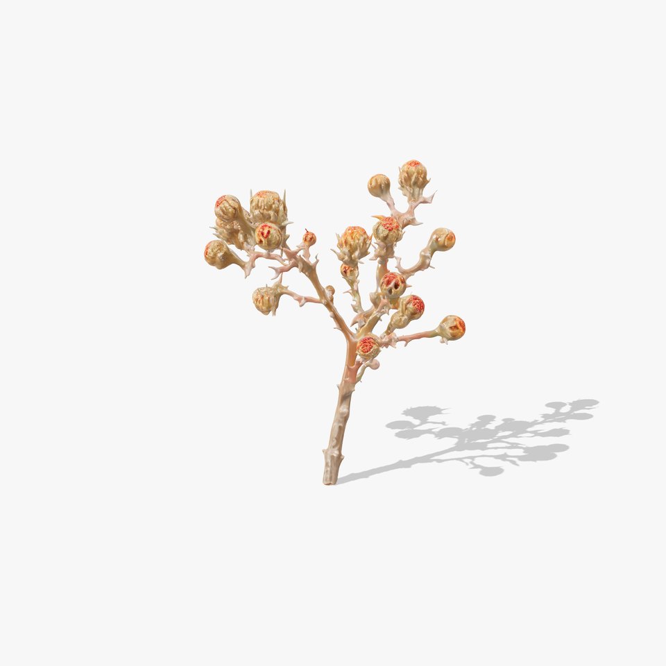 Dried Branch with Buds Model Pack